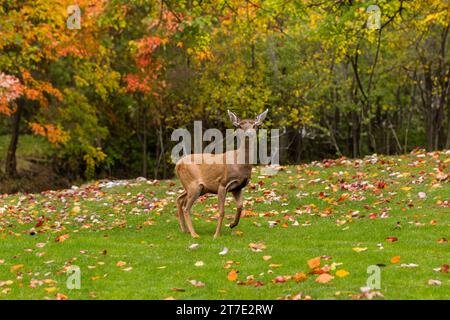 deer in the woods Stock Photo