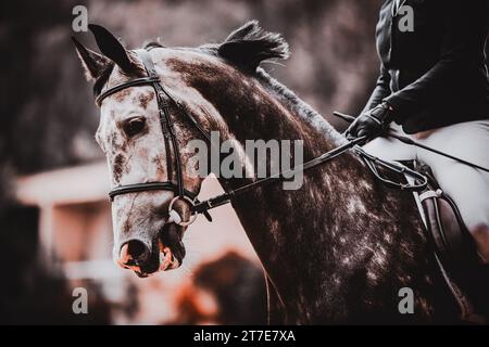 Portrait of a beautiful gray spotted galloping horse. Riding a horse. Equestrian sports and activity. Stock Photo