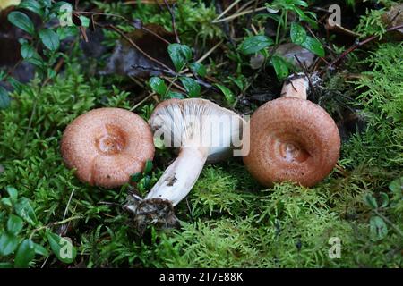 Lactarius torminosus, known as the woolly milkcap or the bearded milkcap, an edible wild mushroom from Finland Stock Photo