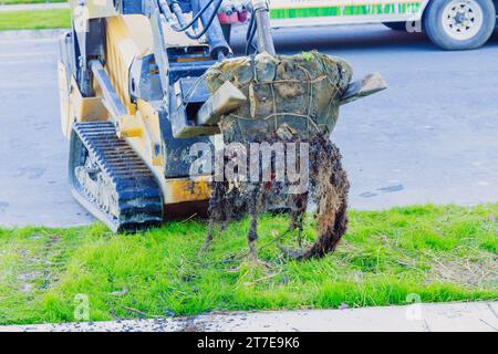 Tree seedlings are being planted in garden by landscaper using tractor near house Stock Photo