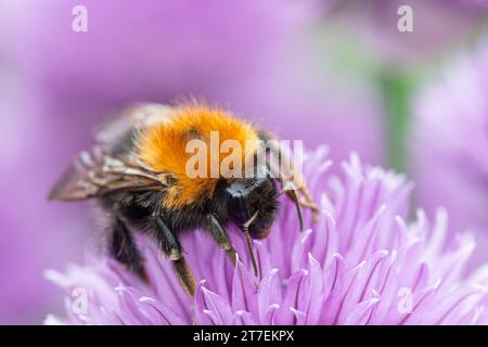 Tree Bumblebee Bombus hypnorum, feeding  on chive flowers in a garden border, Co Durham, June Stock Photo