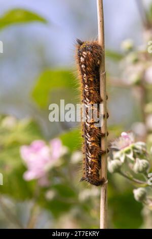 The Drinker Euthrix potatoria, large moth caterpillar crawling up a reed stem amongst bramble shrubs, Norfolk, June Stock Photo