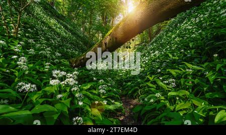 Fallen tree in a forest with sunlight streaming through dense wild garlic undergrowth Stock Photo