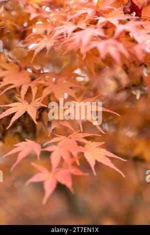 Red and orange Japanese maple leaves on a tree in autumn. Stock Photo