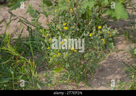 Kleines Flohkraut, Pulicaria vulgaris, Small Fleabane, Pulicaire commune Stock Photo