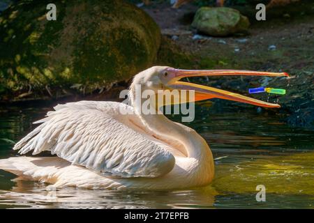 A plastic bottle in the mouth of a pelican bird (the problem of plastic water pollution). Unhappy bird can swallow debris and die. Stock Photo