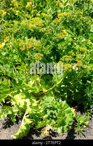 Lechuga de mar, servilleta or servilletero (Astydamia latifolia) is a biennial or perennial plant native to coasts of Canary Islands and northern Afri Stock Photo