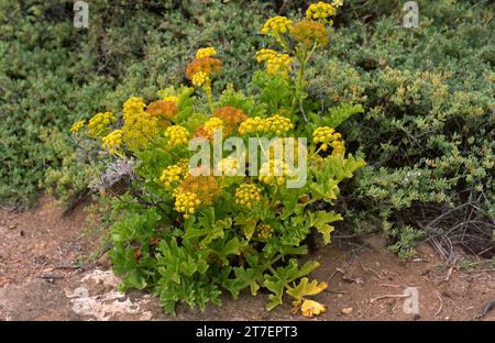 Lechuga de mar, servilleta or servilletero (Astydamia latifolia) is a biennial or perennial plant native to coasts of Canary Islands and northern Afri Stock Photo