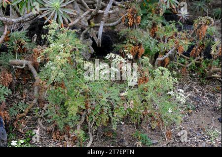Perejil gomero (Pimpinella junoniae) is a perennial herb endemic to La Gomera, Canary Islands, Spain. Flowering plant. Stock Photo