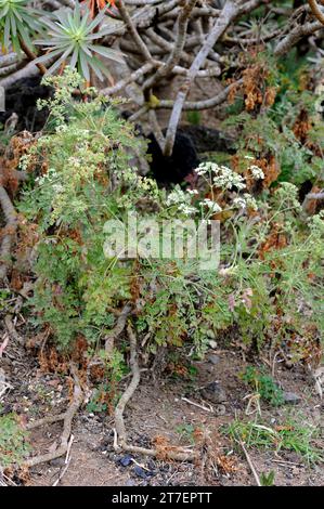 Perejil gomero (Pimpinella junoniae) is a perennial herb endemic to La Gomera, Canary Islands, Spain. Flowering plant. Stock Photo