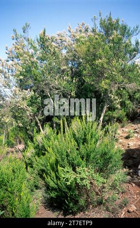 Brezo canario (Erica canariensis) is a shrub or small tree endemic to ...