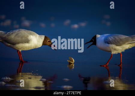 2 seagulls fighting over a shell on the beach, reflection in the water, reflection, sunrise, beach, water Stock Photo