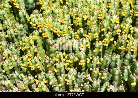 Resin spurge (Euphorbia resinifera) is a cactiform shrub endemic to Morocco. Its latex is toxic. Stock Photo