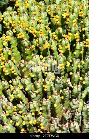 Resin spurge (Euphorbia resinifera) is a cactiform shrub endemic to Morocco. Its latex is toxic. Stock Photo