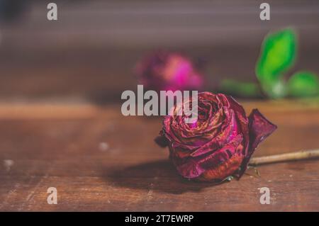 Dramatic themed roses, withered and lifeless roses, still life, coppy space and wooden background. Stock Photo