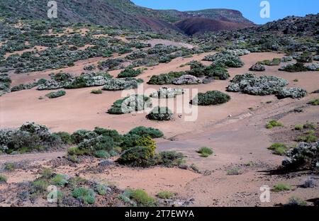 Retama del Teide or retama del Pico (Spartocytisus supranubius) is a shrub endemic to mountains of Tenerife and La Palma. This photo was taken in Cana Stock Photo