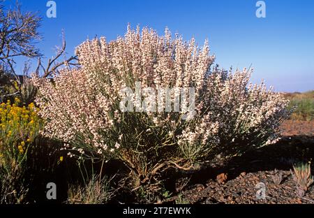 Retama del Teide or retama del Pico (Spartocytisus supranubius) is a shrub endemic to mountains of Tenerife and La Palma. This photo was taken in Cana Stock Photo