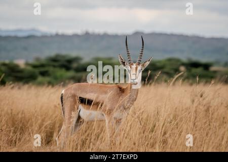 Thomson's Gazelle Antelopes in Masai Mara Kenya Africa Stock Photo - Alamy