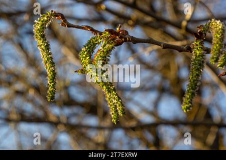 Catkins poplar undiscovered in spring. Populus tremula, aspen is a species of poplar in the rays of the bright sun. Natural phorography. Stock Photo