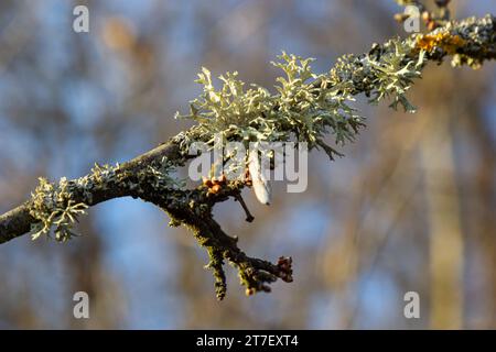 Evernia prunastri, also known as oakmoss, a beautiful lichen used widely in perfume industry as a fixative. Stock Photo