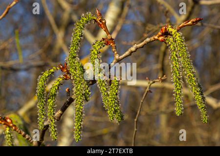 Catkins poplar undiscovered in spring. Populus tremula, aspen is a species of poplar in the rays of the bright sun. Natural phorography. Stock Photo