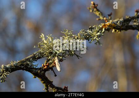 Evernia prunastri, also known as oakmoss, a beautiful lichen used widely in perfume industry as a fixative. Stock Photo