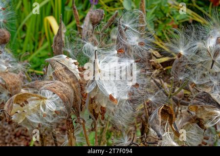 A closeup view of a milkweed plant pods exploding with seeds for the wind to disburse into the air on a sunny day in early autumn Stock Photo