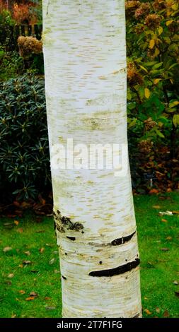 Close-up of Betula Utilis or Silver Birch tree trunk - John Gollop Stock Photo