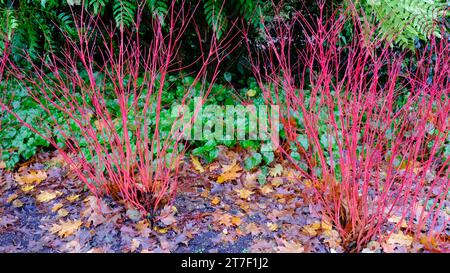 Autumnal Cornus Alba 'Sibirica' - John Gollop Stock Photo