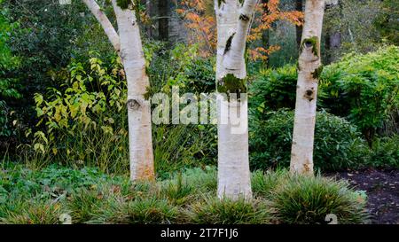 Close-up of three Betula Utilis or Birch tree trunks - John Gollop Stock Photo