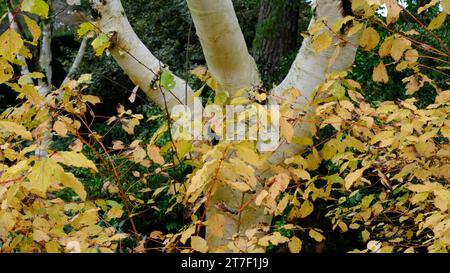 Betula Utilis or Birch tree with Cornus Sanguinea or dogwood - John Gollop Stock Photo