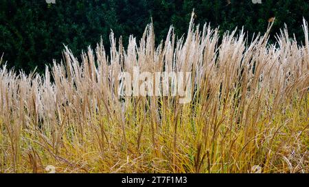 Autumnal Miscanthus Sinensis Rotsilber - John Gollop Stock Photo