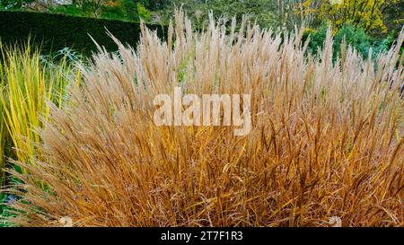Autumnal Miscanthus Sinensis - John Gollop Stock Photo