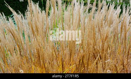 Autumnal Miscanthus Sinensis - John Gollop Stock Photo