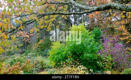 Colourful autumnal UK garden border with assorted trees and shrubs - John Gollop Stock Photo