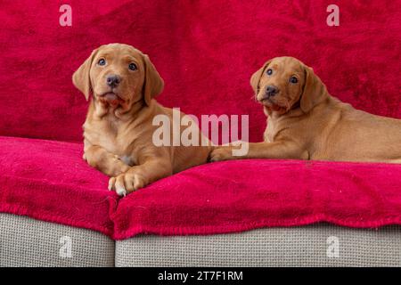 Two fox red labrador puppies lying on a sofa covered in a red throw. Stock Photo