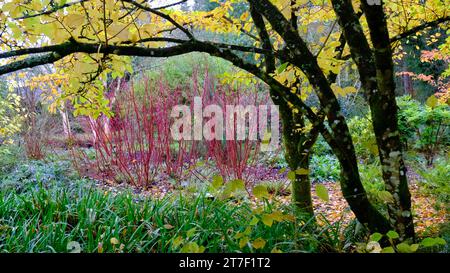 Autumnal garden border with Cornus Sanguinea - John Gollop Stock Photo