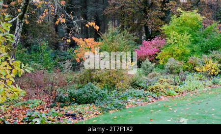 Autumnal UK garden border with assorted trees and shrubs - John Gollop Stock Photo