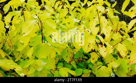 The autumnal leaves of Cornus Alba 'Aurea' - John Gollop Stock Photo