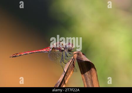 Red dragonfly Sympetrum striolatum aka common darter is sitting on the violet flower. Isolated on blurred background. Summer. Czech republic nature. Stock Photo
