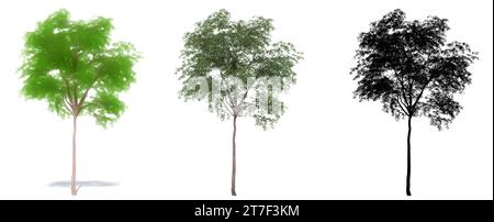 Set or collection of Grey Gum  trees, painted, natural and as a black silhouette on white background. Concept or conceptual 3d illustration for nature Stock Photo