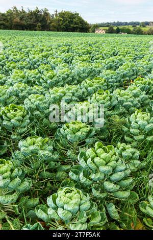 Brussel Sprouts growing in a field near the Cotswold village of Bourton on the Hill Gloucestershire, England UK Stock Photo