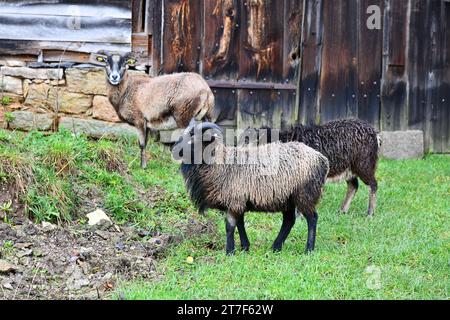 Sheep in front of a rustic barn door Stock Photo