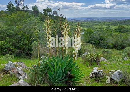 Yucca in flower on the countryside of the Lavalleja Department, Uruguay, South America Stock Photo