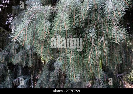 Brewers Weeping Spruce, Picea breweriana, Needles Stock Photo