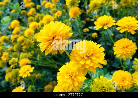 Heliopsis helianthoides Scabra 'Asahi', Heliopsis 'Asahi', Flower Stock Photo