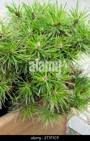 Pinus nigra 'Judes Gem' in pot, Black Pine, dwarf Stock Photo