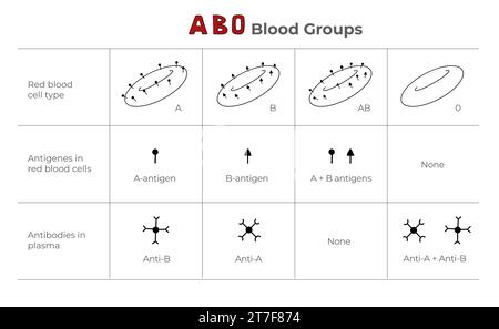 Blood groups, blood types, antigens and antibodies explanation in a table. Medical illustration in line art style. Stock Vector
