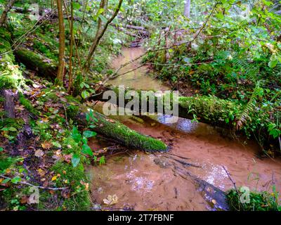 A silent forest on the bank of a river with transparent water. Selective focus. High quality photo. Stock Photo