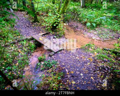 A silent forest on the bank of a river with transparent water. Selective focus. High quality photo. Stock Photo